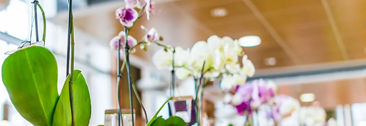 Mehrere Orchideen in Töpfen